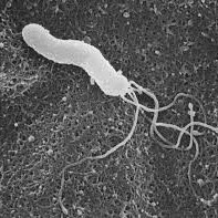 H_pylori's avatar