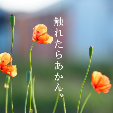 nagamihinagesi's avatar