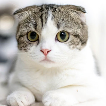 samouraicat's avatar