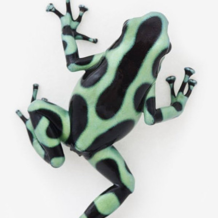 Dendrobates's avatar