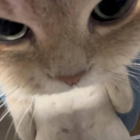 Emortia's avatar