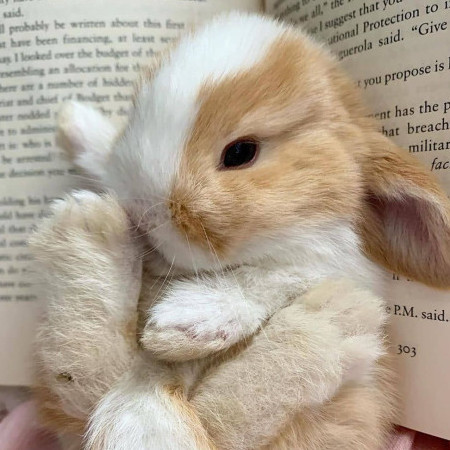 BabyOpz's avatar