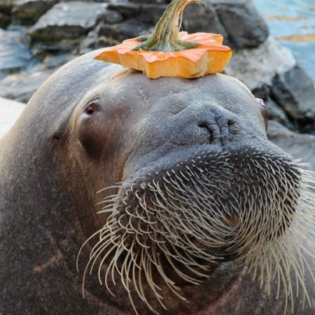 Walrus's avatar