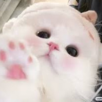 Soudaine1492's avatar