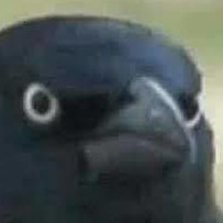 SedricP's avatar