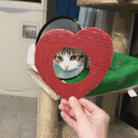 soratolove's avatar