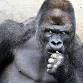 gorilla20000's avatar