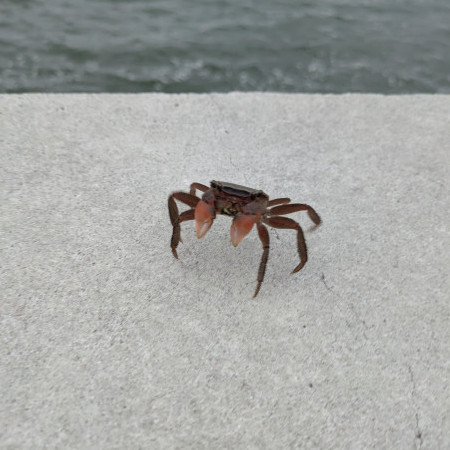 kuRoRonnron's avatar