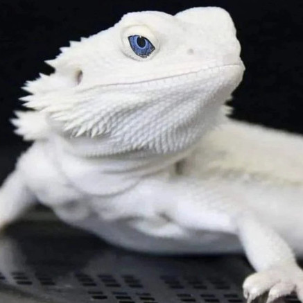 Dekopon316's avatar