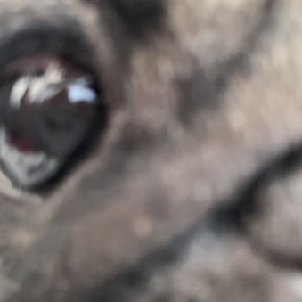 chibisk's avatar