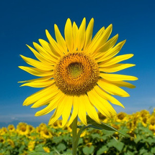 aiueo_a_a_a's avatar