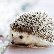 Bachi's avatar