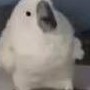 wdnmd's avatar