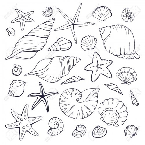 seashell's avatar