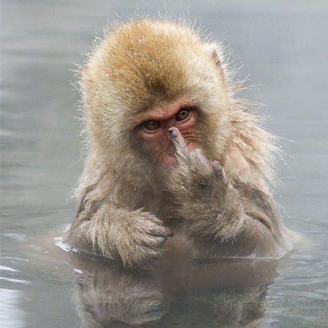 macaca1029's avatar