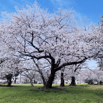 sazanami0427's avatar