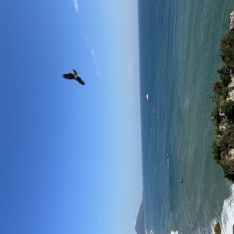 giraffe_no_1's avatar