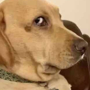 nick3168168's avatar