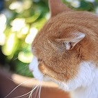 askei's avatar