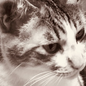 Koki123's avatar