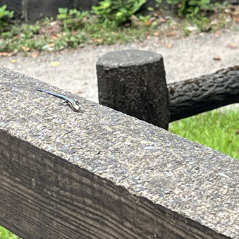 soramame_1210's avatar