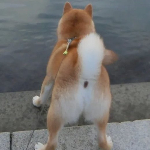 fuckin_taro's avatar
