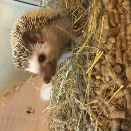 momotarou0212's avatar