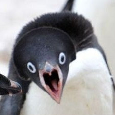 chicken555's avatar