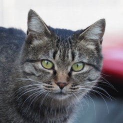 supernova0825's avatar