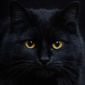 slswk9764's avatar
