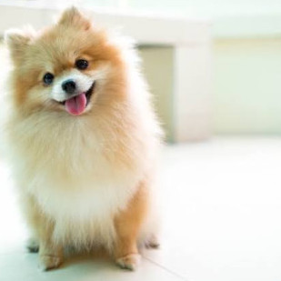 Wonkatakosu's avatar