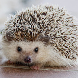 goodman98765's avatar