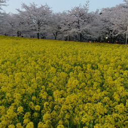 thetamarili's avatar