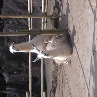 higawarikasumin's avatar