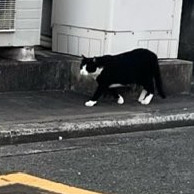 tikkoshier3's avatar