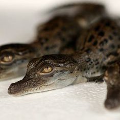 Crocodile's avatar