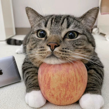 pochisan_2896's avatar