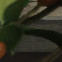 Asterisk3's avatar