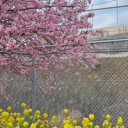 ginpino0210's avatar