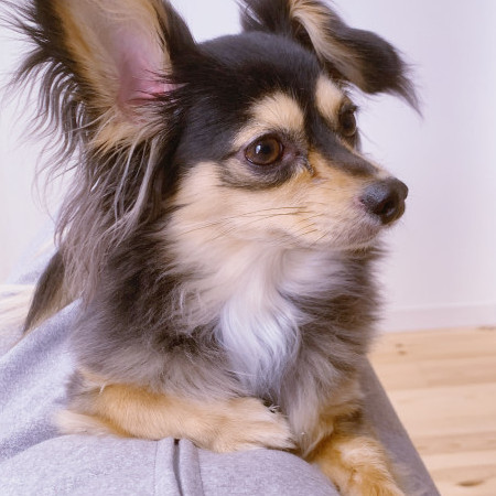 NickWilde22's avatar