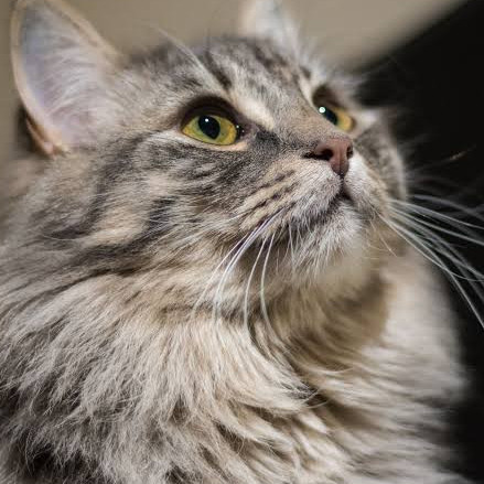 ragamafwinn's avatar