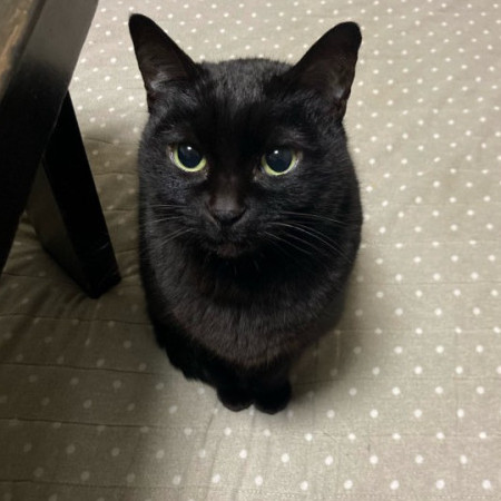 metal_mind1475's avatar