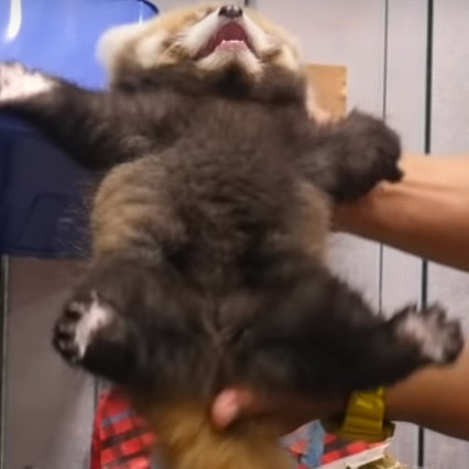 mondo6262002's avatar