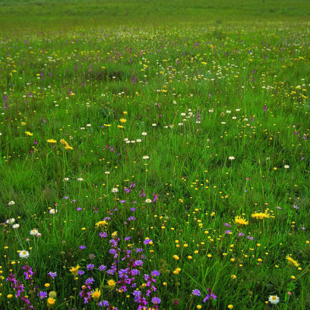 Aurora_mizho's avatar