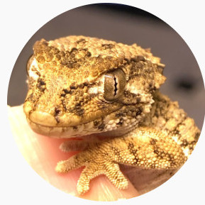 SHACKLE's avatar