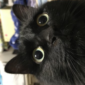 uniton's avatar