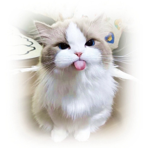 Catlaugh's avatar