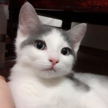 qwertys12341's avatar