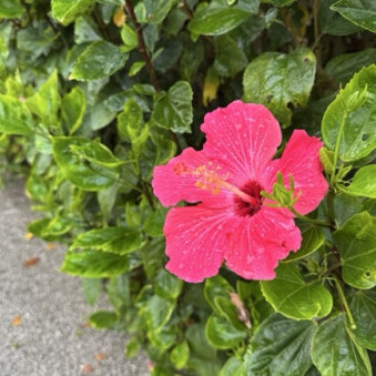 SuperFlyers's avatar