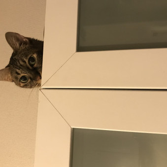 nekocafenyan's avatar